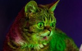 Lil-Bub-and-Friendz
