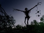 Mr Jones Thumb 150x113 Tribeca Interview: Rat King Writer Director Petri Kotwica