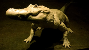 From Wildlife Wonders to Psychedelic Coming‑of‑Age: How BBC Three, Sky Mix, and ITV2 Turn Entertainment into Education