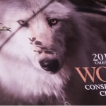 Alpha Wolf Adoption Kit