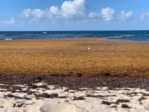 From Coastal Trash to Carbon Credits: The Sargassum Valorization Pipeline